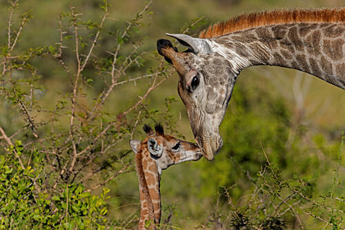 Mother Baby Giraffe Affection Art Print