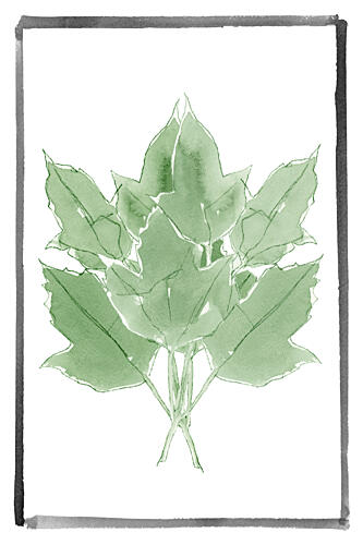Fresh Green Leaves Art Print