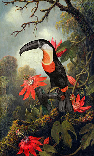 Tropical Toucan Passion Flowers Art Print