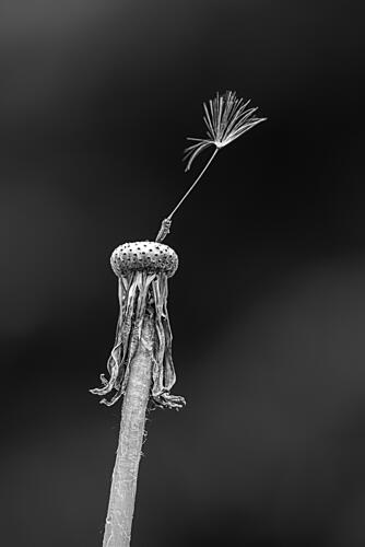 Last Dandelion Seed Art Print