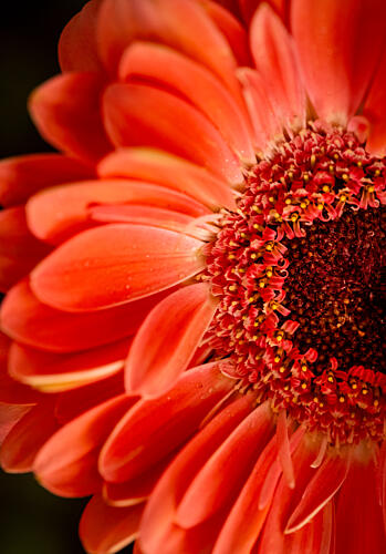 Vibrant Orange Flower Art Print by Mahmoud Mekkey