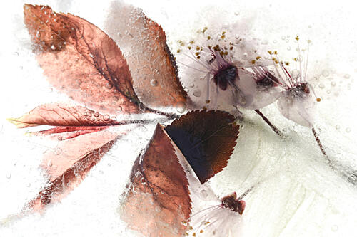 Frozen Leaves and Flowers Art Print by Nanda Bussers