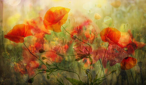 Dreamy Poppy Field Art Print