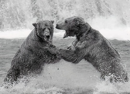 Grizzly Bears Clash Art Print