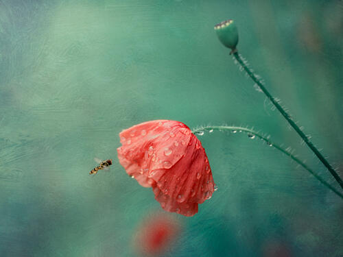 Poppy Flower and Hoverfly Art Print