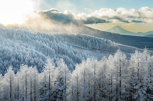 Fuji Winter Forest Sunbeams Art Print