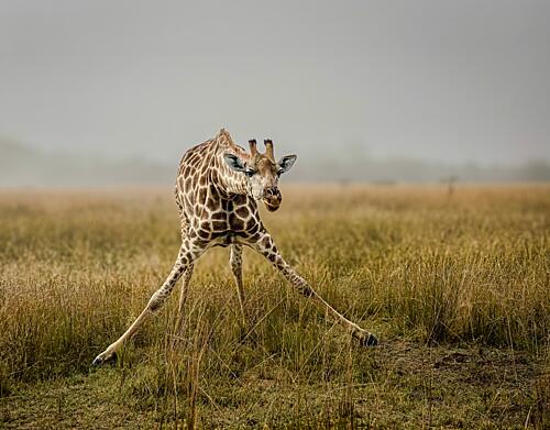 Awkward Giraffe Stretch Art Print