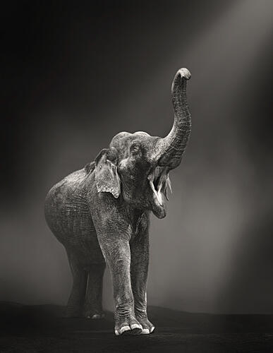 Powerful Elephant Call Art Print by Samanta Krivec