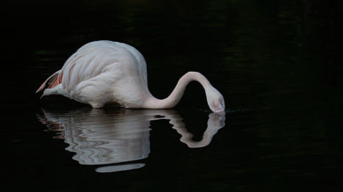 Pink Flamingo Reflection Art Print