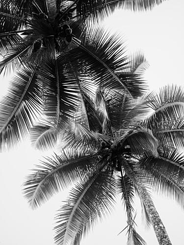 Palm Skies Art Print