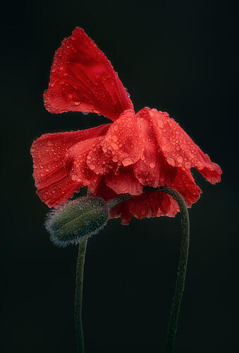 Red Poppy Dewdrops Art Print
