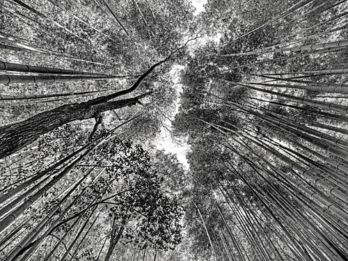 Tall Bamboo Canopy Art Print