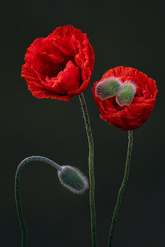 Vibrant Red Poppies Art Print