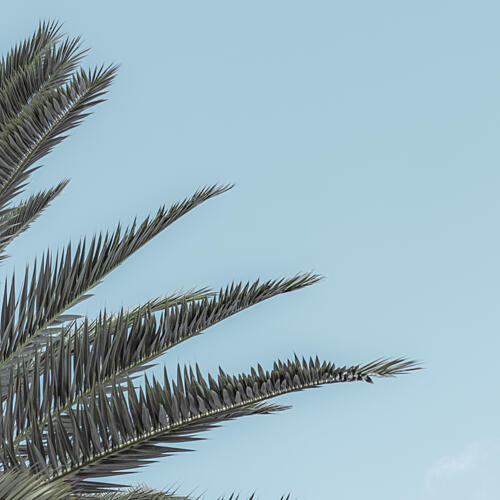 Serene Tropical Palm Art Print