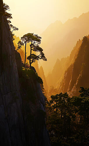 Golden Mountain Pines Art Print
