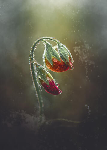 Glistening Flower Buds Art Print