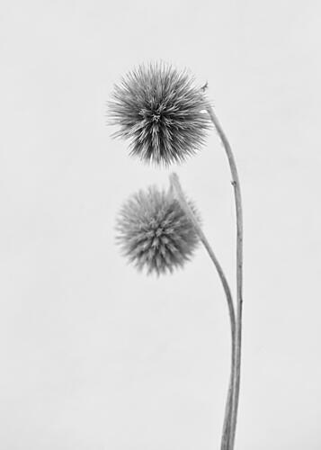 Soft Spiky Globes Art Print