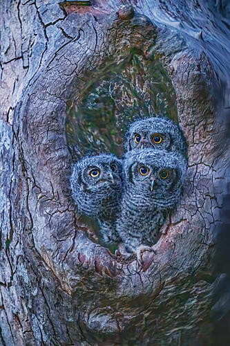 Baby Owls in Hollow Art Print