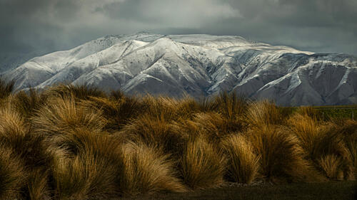 Golden Grass Snowy Mountains Art Print