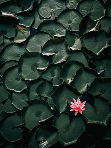 Pink Water Lily Bloom Art Print