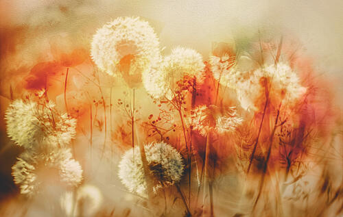 Golden Dandelion Dreams Art Print