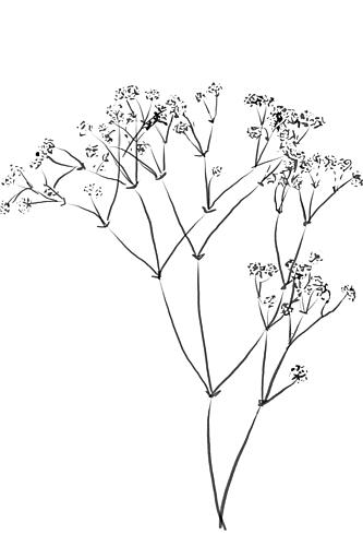 Drawing Line Plant Art Print