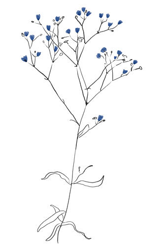 Simple Line Art Plant Art Print