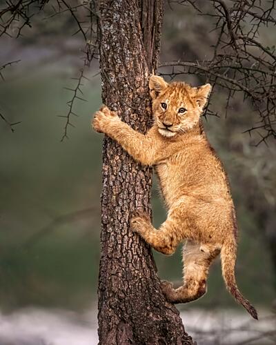 Playful Lion Cub Climbing Art Print