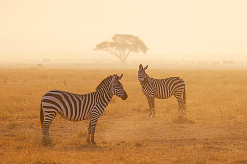 Misty Zebras Golden Light Art Print