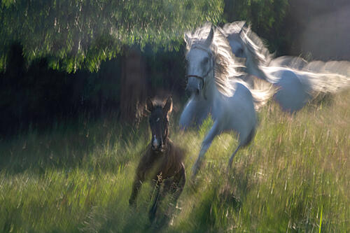 Running Wild Horses Art Print