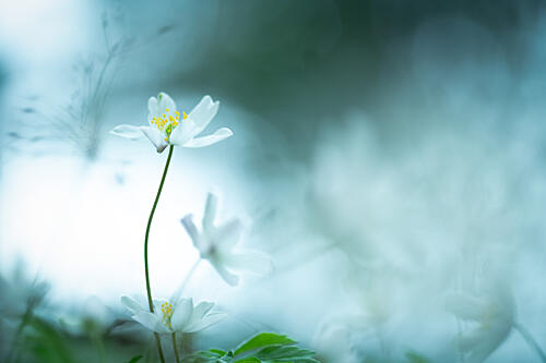 Stillness in Bloom Art Print by Nanda Bussers