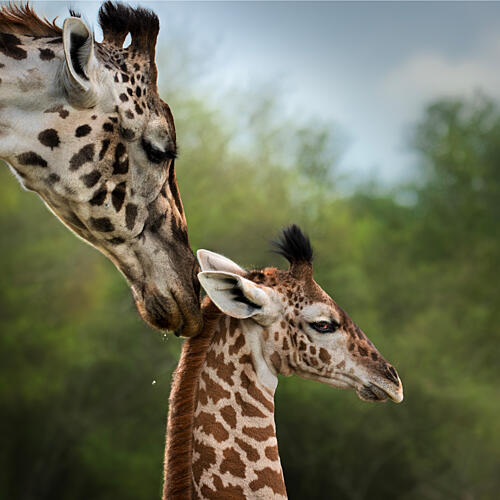 Mother Giraffe and Baby Art Print by Anita Singh