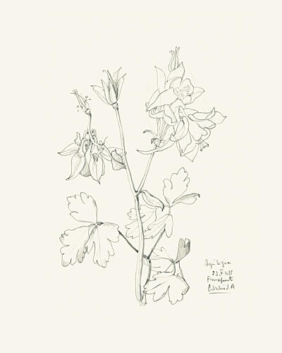 Botanical Columbine Drawing Art Print