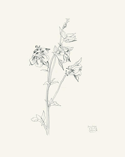 Columbine Flower Sketch Art Print