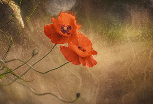 Dreamy Red Poppies Art Print