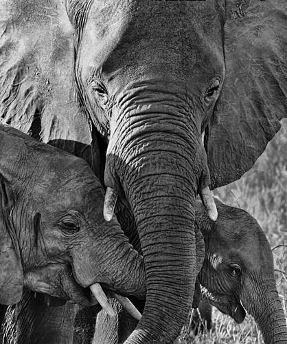 Elephant Family Bond Art Print