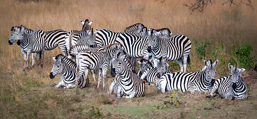 African Zebras at Rest Art Print