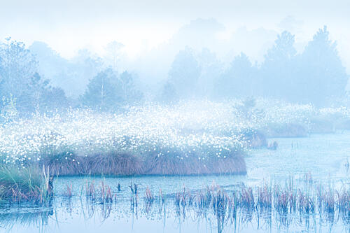 Misty Cotton Grass Wetland Art Print