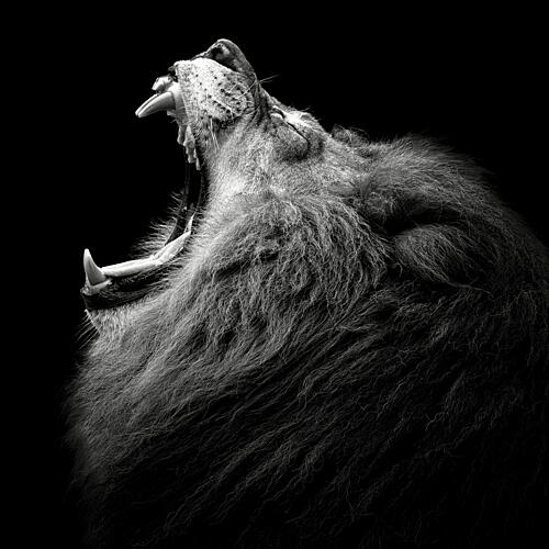 Majestic Roaring Lion Art Print