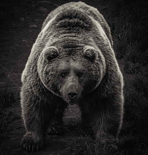 Powerful Grizzly Bear Art Print