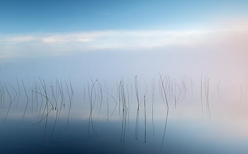 Misty Lake Reeds Art Print