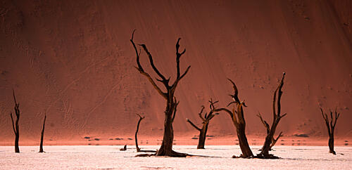 Ancient Desert Trees Art Print