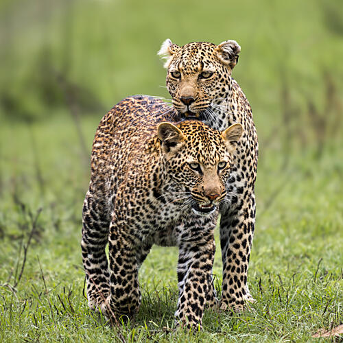 Wild Leopard Pair Art Print