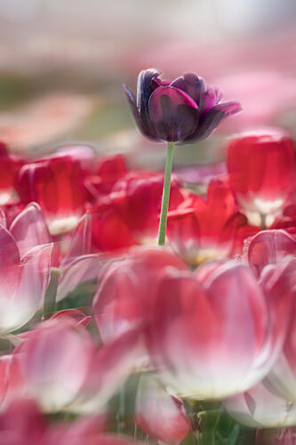 Dark Tulip Dream Art Print