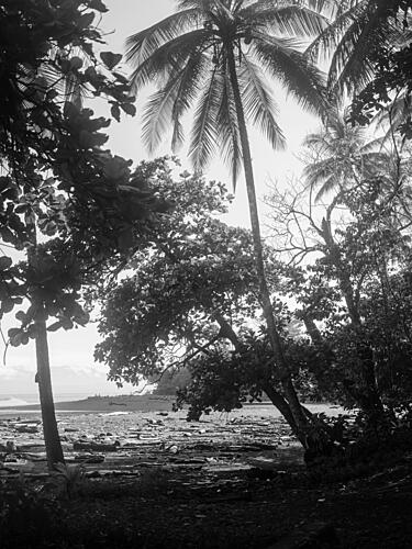 Tropical Tranquility Art Print