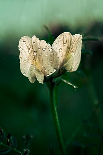 Fresh White Flower Dew Art Print