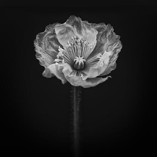 Ethereal White Poppy Art Print