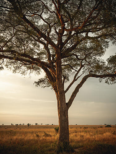 Golden Light Savanna Tree Art Print