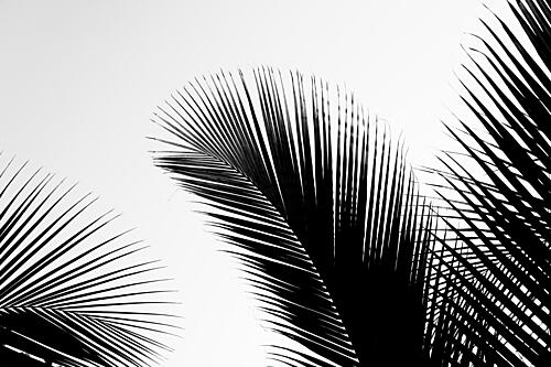 Tropical Palm Shadows Art Print