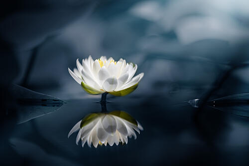 White Water Lily Reflection Art Print